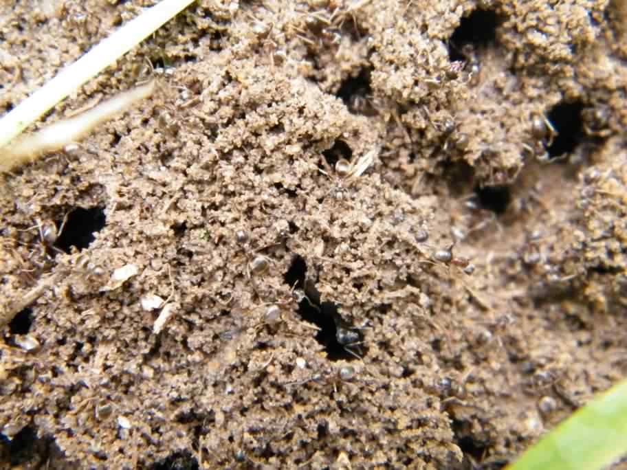Common Black Garden Ant - Lasius niger, species information page