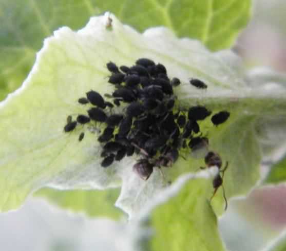 Black Bean Aphid - Aphis fabae species information page