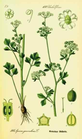 Wild Celery - Apium graveolens, click for a larger image, image is in the public domain