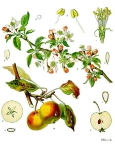Apple - Malus pumila, click for a larger image, photo is in the public domain