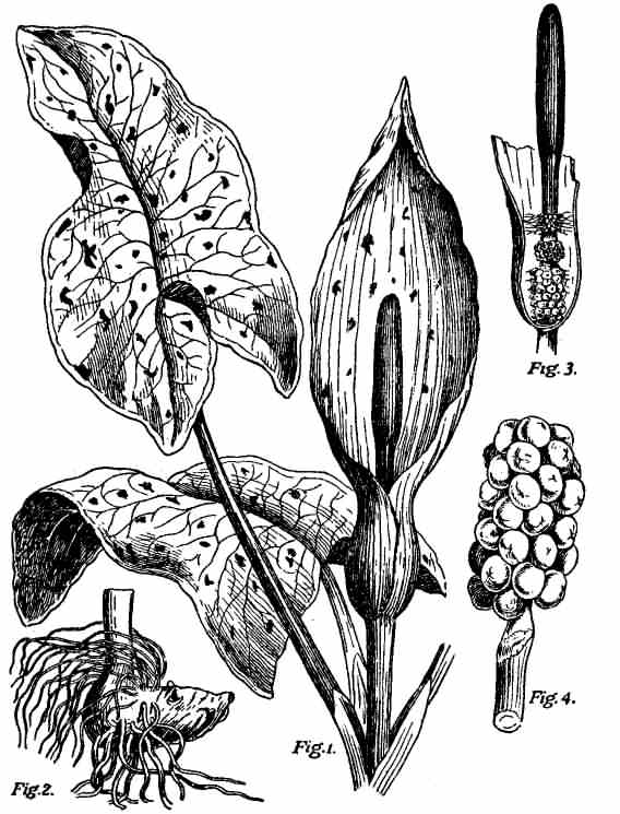 Lords and Ladies or Cuckoo Pint - Arum maculatum, click for a larger image, photo ©1911 Encyclopædia Britannica