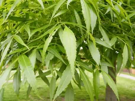 Raywood Ash - Fraxinus angustifolia var. Raywood, click for a larger image