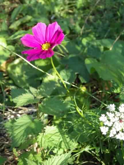 Mexican Aster - Cosmos bipinnatus, click for a larger image