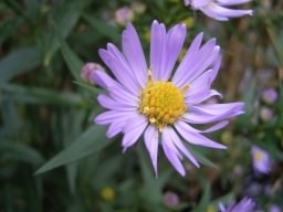 New York Aster - Aster novi-belgii, click for a larger image, photo licensed for reuse CCASA3.0