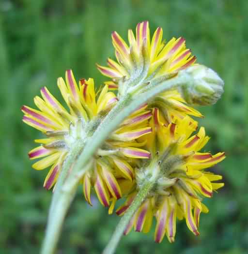 Beaked Hawk's-beard - Crepis vesicaria ssp. taraxacifolia, click for a larger image, licensed for reuse [CpySystm]