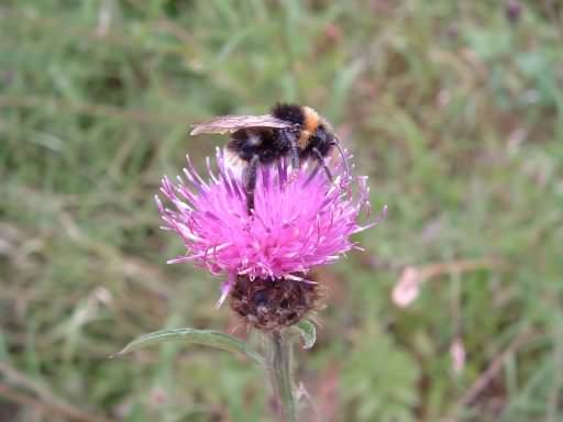 White Tailed Bumblebee - Bombus lucorum, species information page