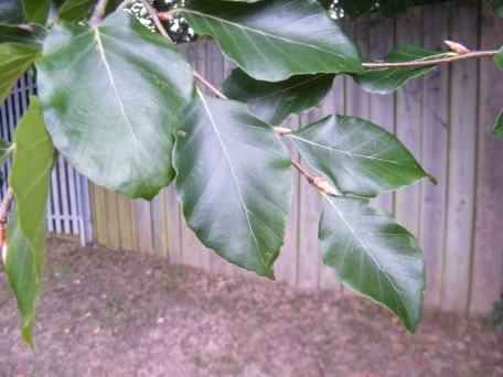 Beech - Fagus sylvatica, click for a larger image