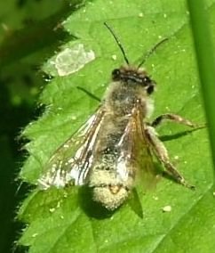 Chocolate Mining Bee - Andrena scotica, click for a larger image