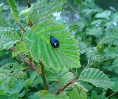 Alder Leaf beetle - Agelastica alni, beetle species information page