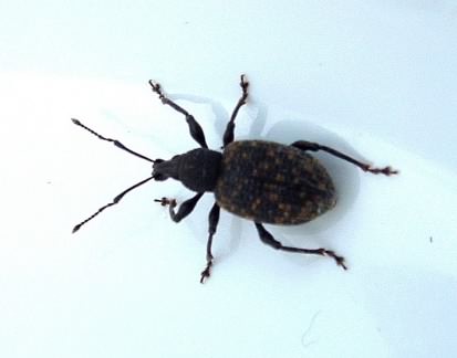 Black Vine Weevil - Otiorhynchus sulcatus, click for a larger image