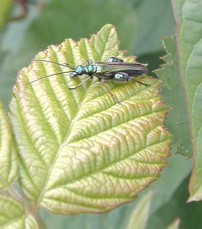 Male False Oil beetle - Oedemera nobilis, click for a larger image