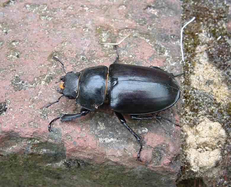 Female Stag beetle - Lucanus cervus, click for a larger image