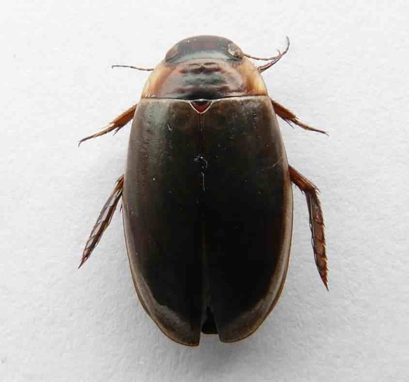 Large diving beetle - Colymbetes fuscus, click for a larger image, photo licensed for reuse CCASA3.0