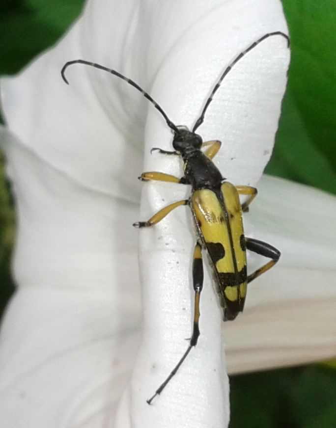 Black and Yellow Longhorn beetle - Rutpela maculata, click for a larger image