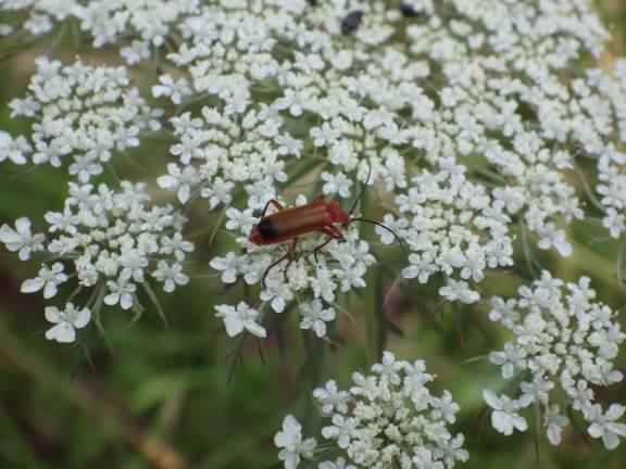 Soldier beetle - Cantharis rustica, click for a larger image