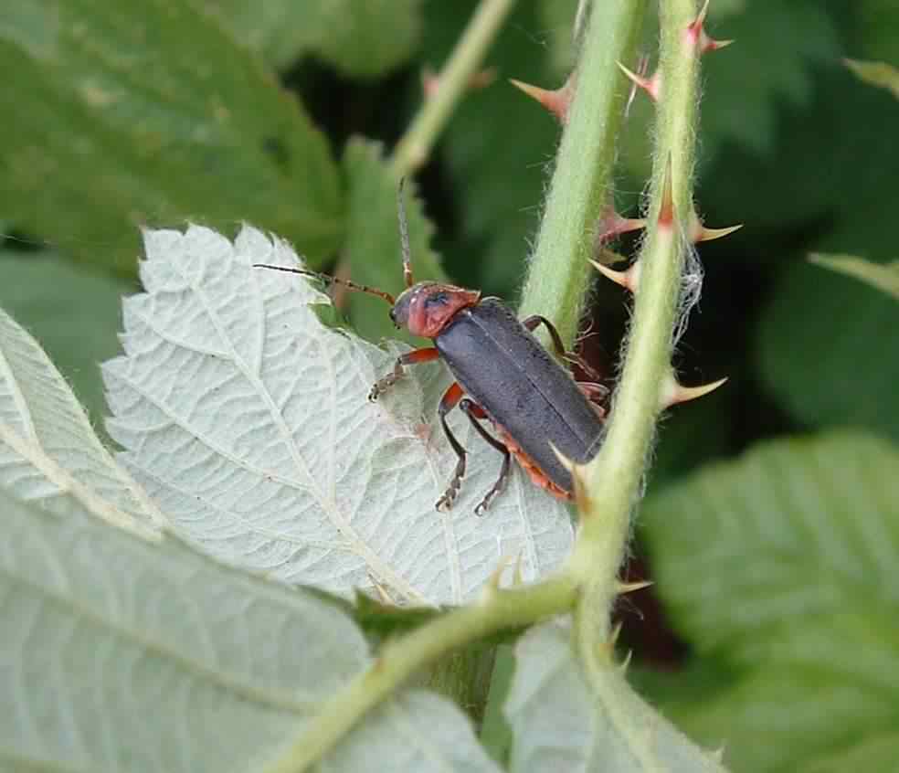 Soldier beetle - Cantharis rustica, species information page