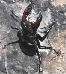 Male Stag beetle - Lucanus cervus
