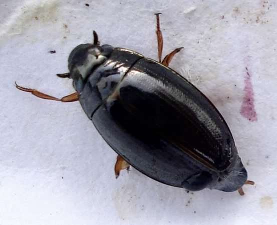 Whirligig beetle - Gyrinus natator, click for a larger image, photo licensed for reuse CCA2.0