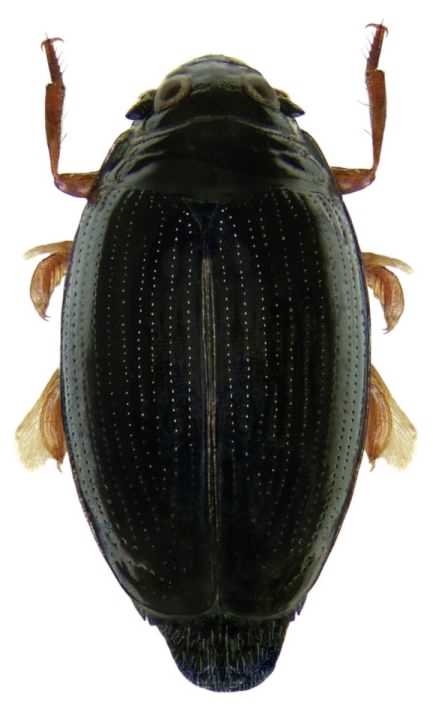 Whirligig beetle - Gyrinus substriatus, click for a larger image, photo licensed for reuse CCASA2.0