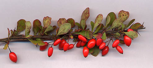 Berberis - Berberis ssp., click for a larger image, photo licensed for reuse CCASA3.0