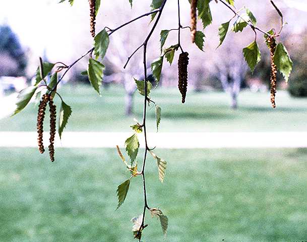 Silver Birch - Betula pendula, click for a larger image