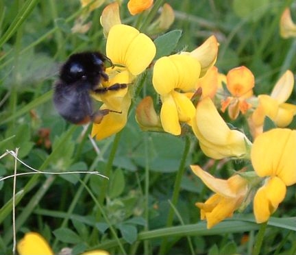 Birdsfoot Trefoil - Lotus corniculatus with Red Tailed bumblebee, click for a larger image