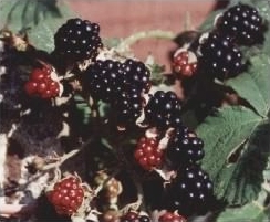 Bramble - Rubus fruticosus agg. fruit