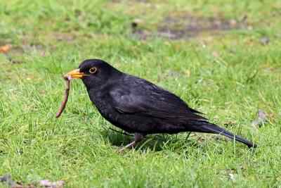 Blackbird - Turdus merula, species information page, photo licensed for reuse CCASA3.0