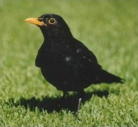 Blackbird - Turdus merula