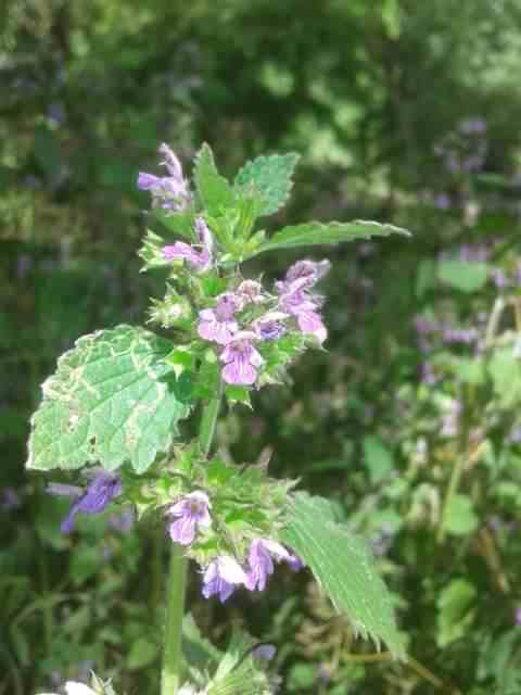 Black Horehound - Ballota nigra, species information page