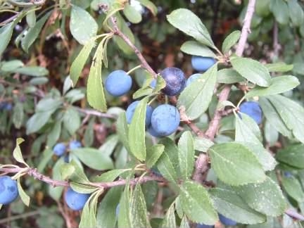 Blackthorn - Prunus spinosa fruit