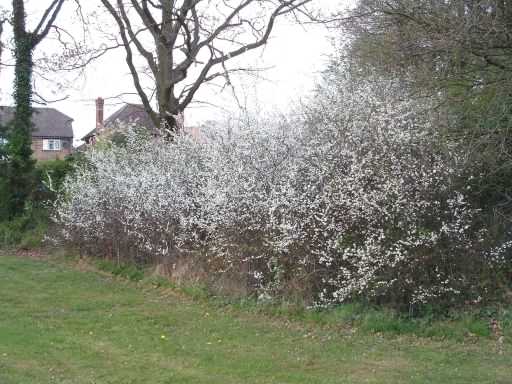 Blackthorn - Prunus spinosa, click for a larger image
