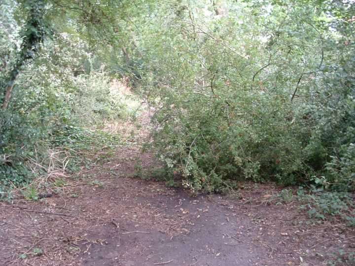 Path blocked by felled Hawthorn (see picture at left)