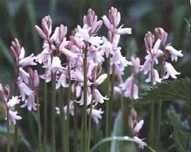 Bluebell hybrid - Hyacinthoides x massartiana
