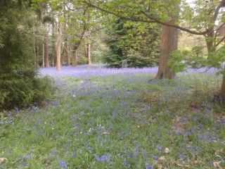 Bluebell woods, click for a larger image