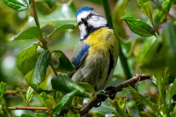 Blue Tit - Cyanistes caeruleus, click for a larger image, ©2020 Colin Varndell, used with permission