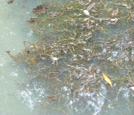 Blunt Leaved Pond Weed - Potamogeton obtusifolius