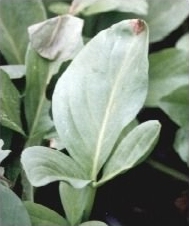 Bogbean - Menyanthes trifoliata leaf photo