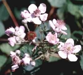 Bramble - Rubus fruticosus agg. flowers