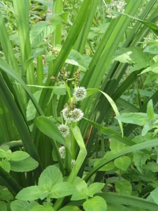 Branched Bur-reed - Sparganium erectum, click for a larger image