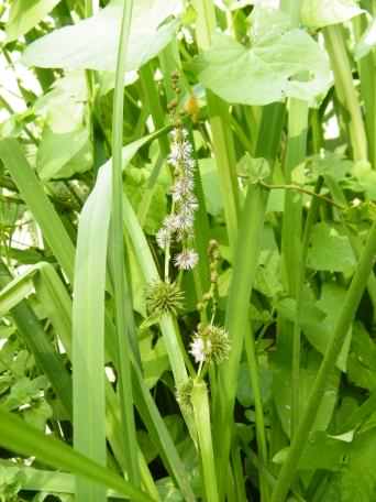 Branched Bur-reed - Sparganium erectum, click for a larger image