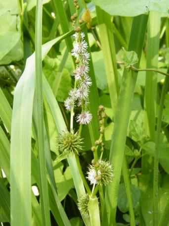 Branched Bur-reed - Sparganium erectum, click for a larger image