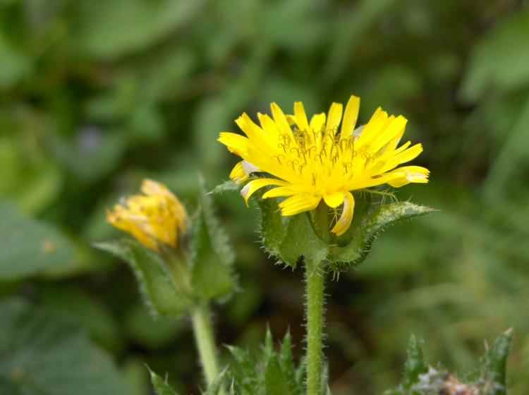 Bristly Oxtongue - Picris echioides, click for a larger image, photo licensed for reuse CCASA3.0