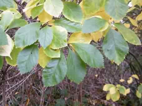 Broad Leaved Cockspur Thorn - Crataegus x persimilis, click for a larger image