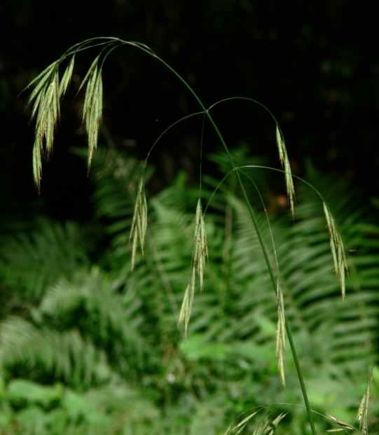 Hairy Brome - Bromopsis ramosa, click for a larger image, photo is in the public domain