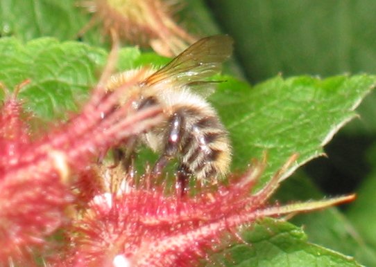 Brown-banded Carder Bee - Bombus humilis, species information page, photo licensed for reuse CCASA3.0
