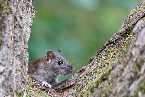 Brown Rat - Rattus norvegicus, click for a larger image