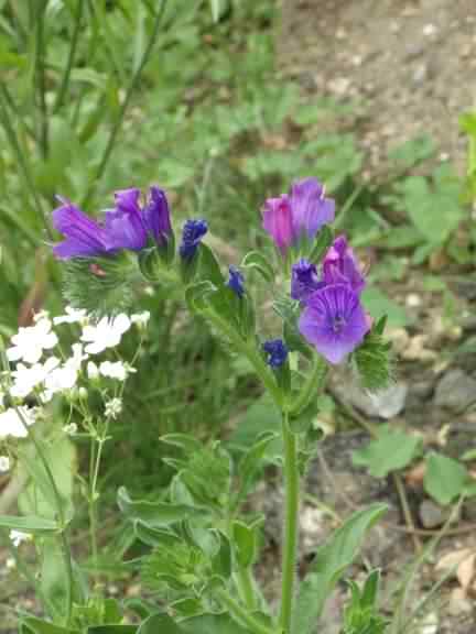 Purple Viper's Bugloss - Echium vulgare, click for a larger image