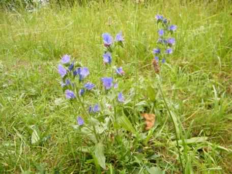 Purple Viper's Bugloss - Echium vulgare, click for a larger image