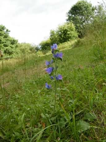 Purple Viper's-bugloss - Echium plantagineum species information page
